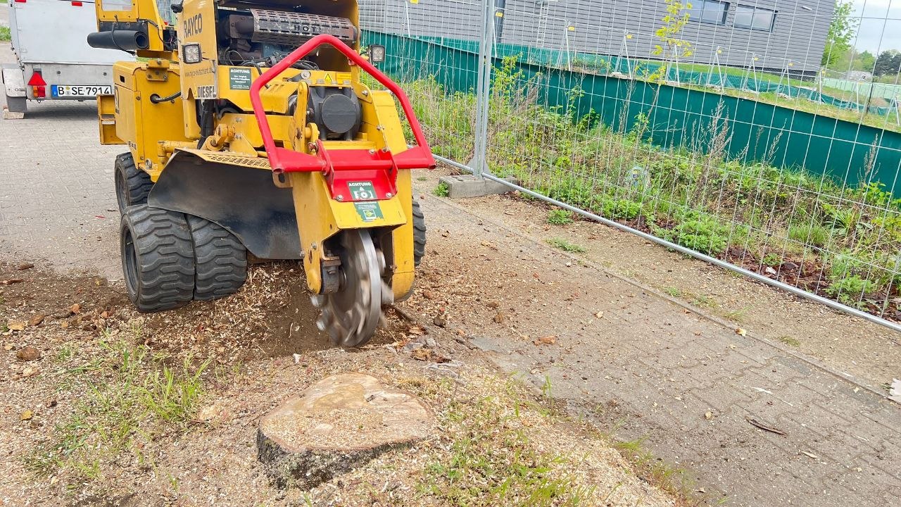 Stubbenfräse beim Abtragen eines Baumstumpfs